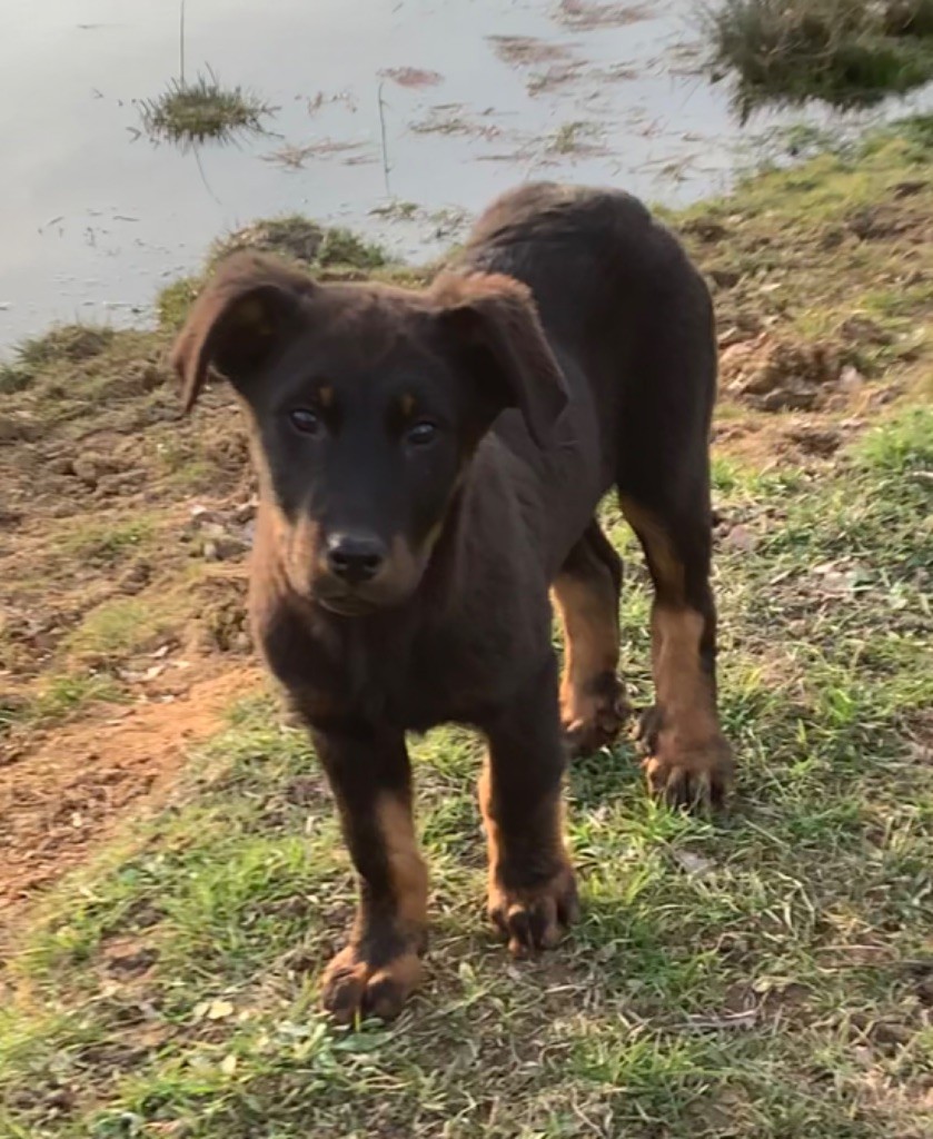 du Clos de Nabucco - Chiots disponibles - Berger de Beauce